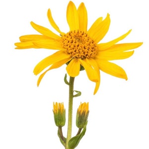 May include: A single yellow flower with a large, bright yellow center and multiple petals. The flower is on a green stem with two smaller yellow buds.