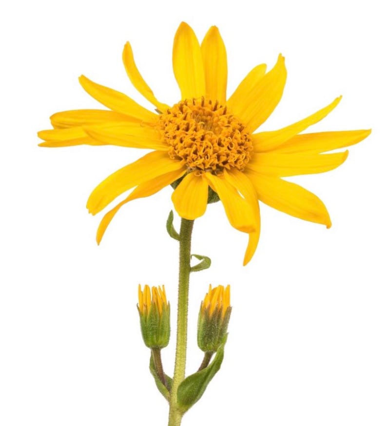 May include: A single yellow flower with a large, bright yellow center and multiple petals. The flower is on a green stem with two smaller yellow buds.