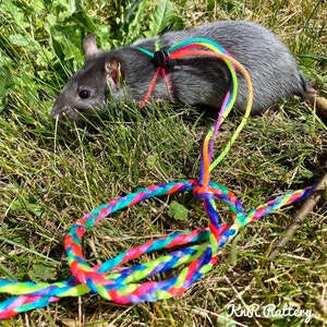 Let's Go! Leash & Harness, Customizable, small pet, rats, chinchilla, ferret, rabbit,  turtle, Guinea pig, made to order