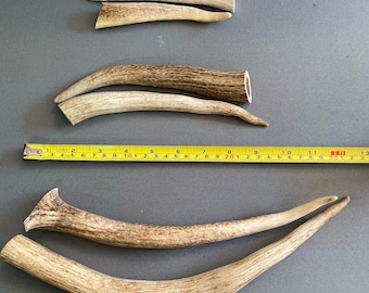 SMALL ~ Whole Elk Antler Dog Chew Toy ~ Antler Dog Toy ~ Natural Chew Toy ~ Elk Antler ~ Dog Toy ~ Antler Chew ~ All Natural Dog ~ Organic