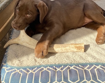 LARGE ~ Whole Elk Antler Dog Chew Toy ~ Antler Dog Toy ~ Natural Chew Toy ~ Elk Antler ~ Dog Toy ~ Antler Chew ~ All Natural Dog ~ Organic