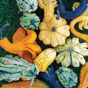Giant Ornamental Fall gourd Mix (Giant Size Gourds)