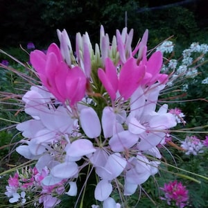 Rose Queen Cleome Seeds (Spider Flower)