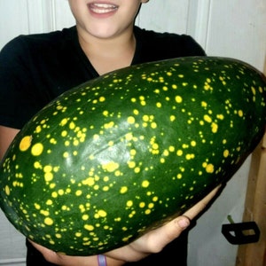 Moon & Stars Red Flesh Watermelon Seeds