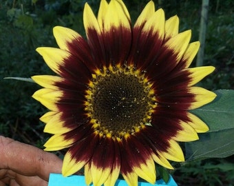 Florenza Sunflower Seeds