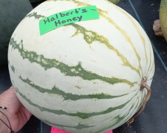May include: A large, white watermelon with green stripes. The watermelon has a sticker that says "Halbert's Honey".