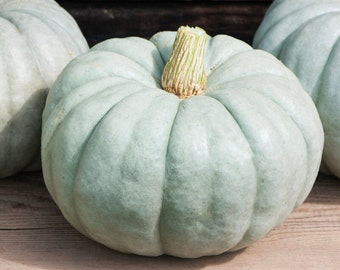 Blue Doll Pumpkin Seeds