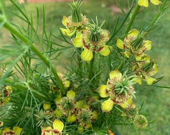 Love in a Mist - Transformers (Nigella orientalis) Seeds