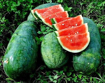 40 Florida Giant Watermelon Seeds – Everwilde Farms Heirloom Mylar Packet