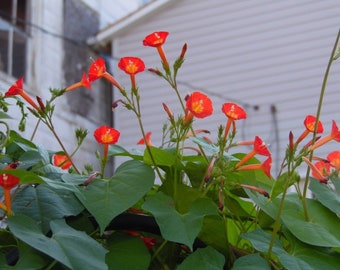 Orange Noah Morning Glory Vine Seeds