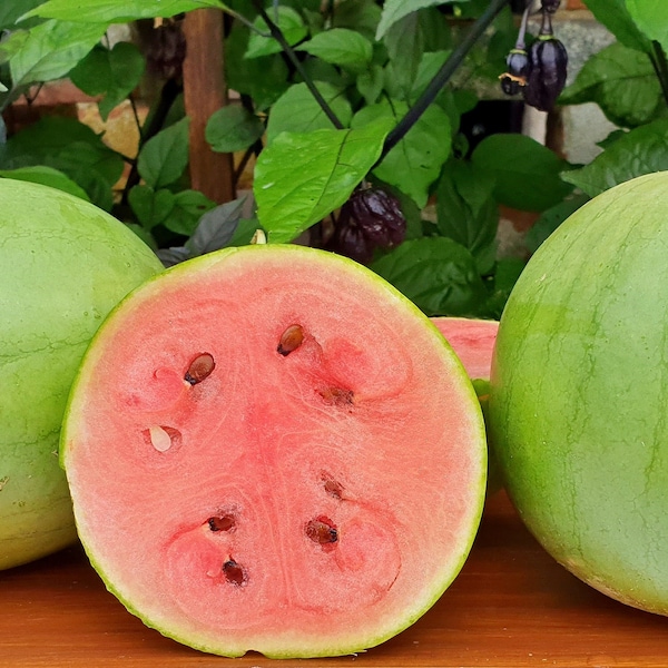 Otome Watermelon Seeds