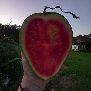 Razberry Watermelon