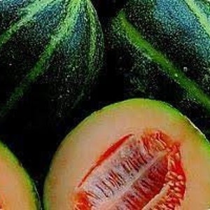 May include: Close-up of several green and dark green striped cantaloupes, with one cut open to reveal the orange flesh and seeds. The cantaloupes are ripe and ready to eat.