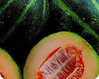 Emerald Gem Melon Seeds