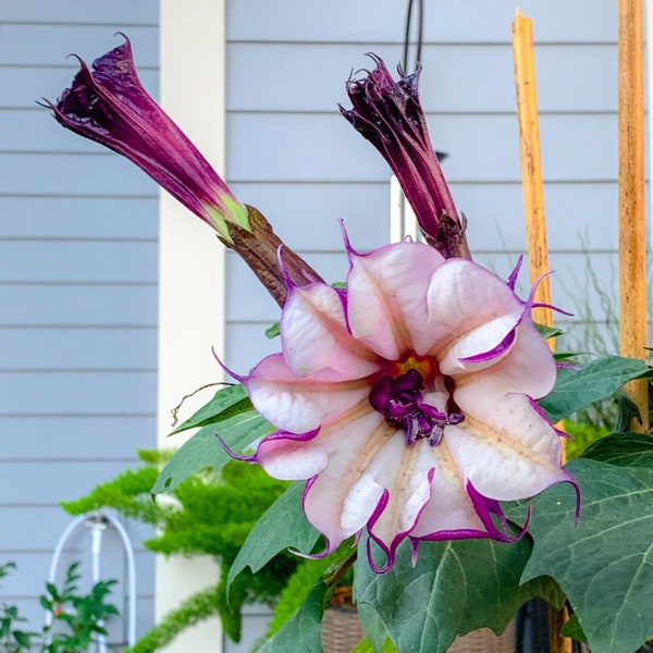 Ballerina Purple Devil Trumpet Seeds