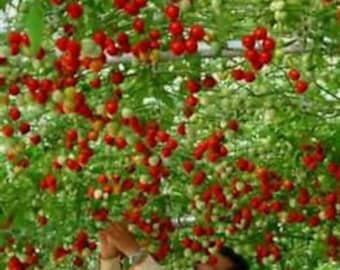 Climbing Cherry Tomato Seeds