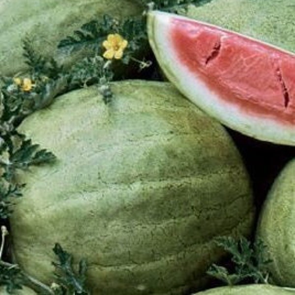 Chelsea Watermelon Seeds