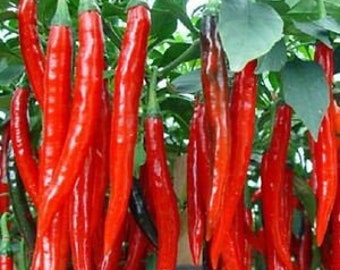 May include: Bright red chili peppers hanging from green stems and leaves. The peppers are long and slender, with a vibrant color. Some peppers have a slight curve. The image shows a close-up of the peppers.