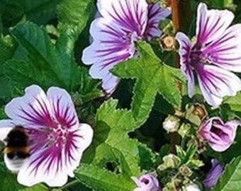 Unique Zebrina Hollyhock Seeds