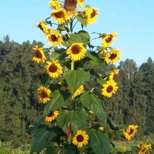 May include: A tall sunflower plant with multiple bright yellow flowers with dark brown centers. The plant has large green leaves and is set against a backdrop of trees and a clear blue sky. The sunflowers are in various stages of bloom.