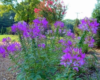 Hot Purple Spider Flower (Cleome) 30 SEEDS - Bold Bright Color