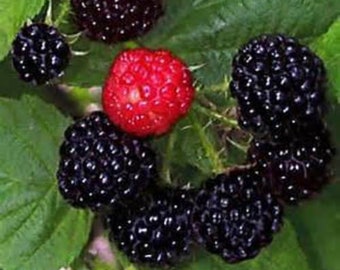 May include: Close-up of a cluster of ripe blackberries and one red raspberry on a green leafy branch.