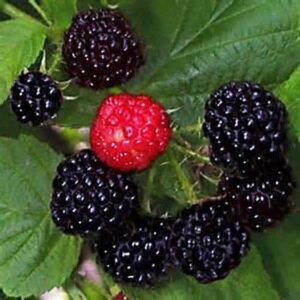 May include: Close-up of a cluster of ripe blackberries and one red raspberry on a green leafy branch.