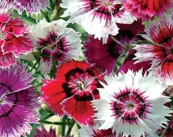 Baby Doll Dianthus Seeds