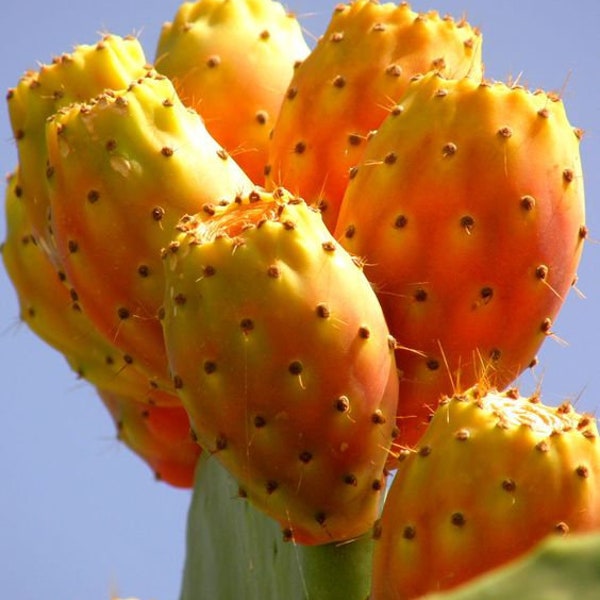 Yellow Cactus Fruit Seeds