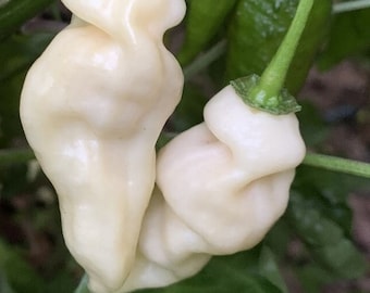 Devil's Tongue White Pepper Seeds