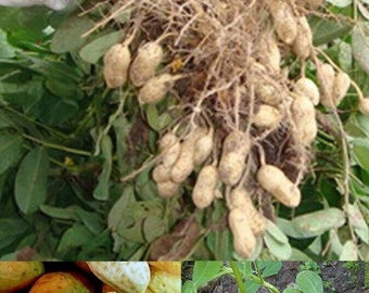 Jumbo Virginia Peanut Seeds
