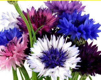 Semillas de aciano - Mezcla de lunares enanos