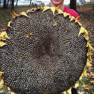 Christians Giant Sunflower Seeds