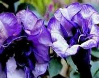 Double Purple Devil Trumpet Seeds