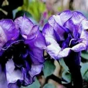 May include: Two large, trumpet-shaped flowers with white and purple petals. The flowers are in bloom and have a delicate, ruffled appearance.