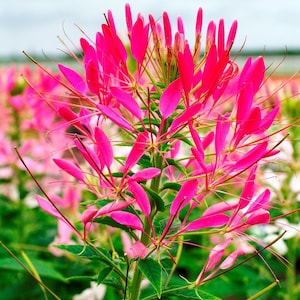 Bright Pink Cleome Seeds (Spider Flower) Hot Pink Color!