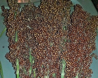 May include: A bunch of brown Honey Drip Sorghum stalks with green stems. The stalks are arranged in a bouquet and have a label that reads "Honey Drip Sorghum".