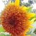 see more listings in the Sunflowers section