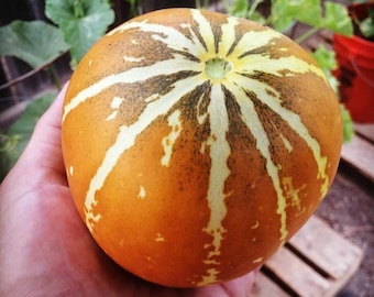 Old Tyme Tennessee Cantaloupe Seeds – 15 Seeds – Huge Oblong Fruit – Easy Grow