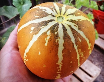 Thai Golden Round Melon Seeds