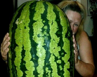 75 Pound Carolina Cross Watermelon Seeds! Massive Prize Winning Melons!