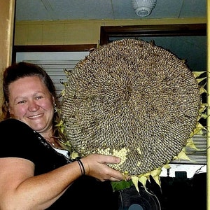 Godzilla Sunflower Seeds - Massive Heads