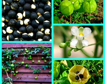 Balloon Vine Seeds Etsy