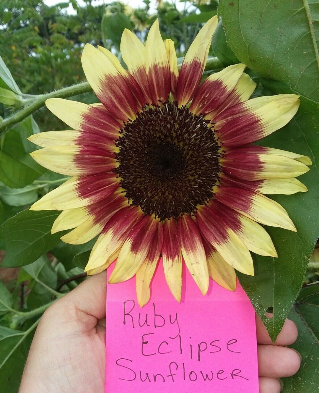 Ruby Eclipse Sunflower - Etsy