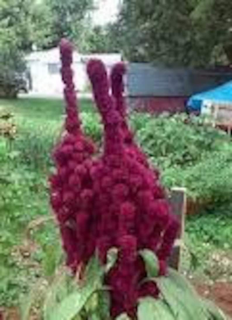 Purple Elephant Head Amaranth Seeds - Etsy
