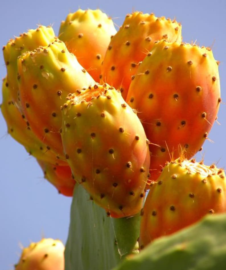 Yellow Cactus Fruit Seeds Etsy