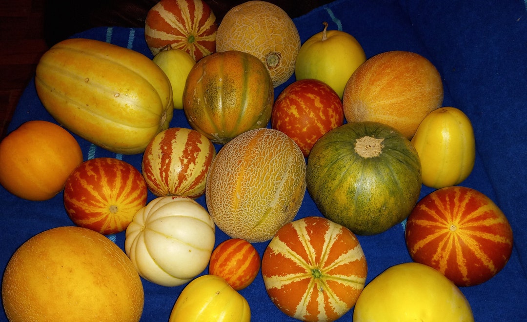 Mini Melon Mixed Specialty Mini Melons (our Custom Mix) Seeds - Etsy