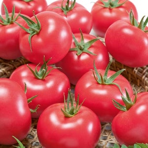 Porter Tomato Seeds (Great for Growing in Containers)