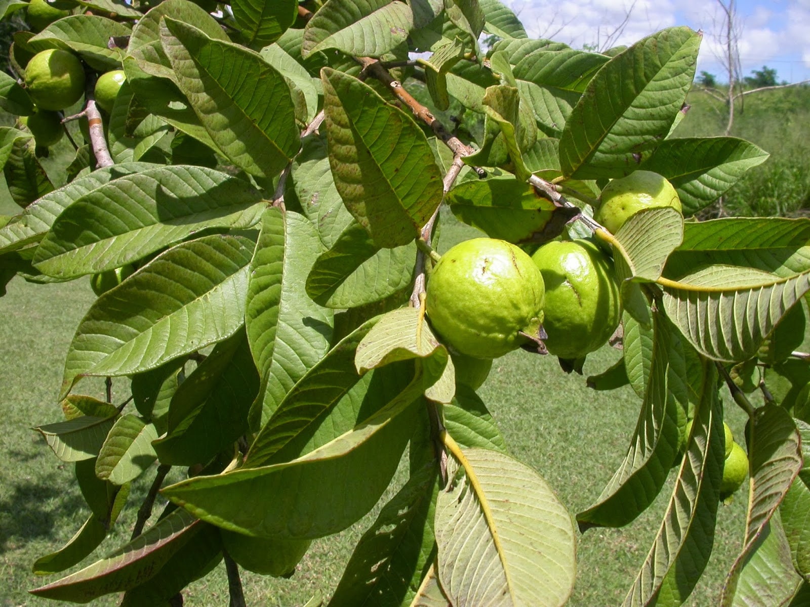 Guava Fruit Tree Seeds Guava Psidium Guajava Etsy