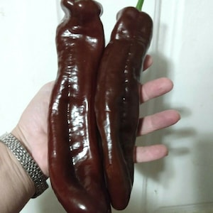 Jumbo Chocolate Twister Bell Pepper (Very Sweet)